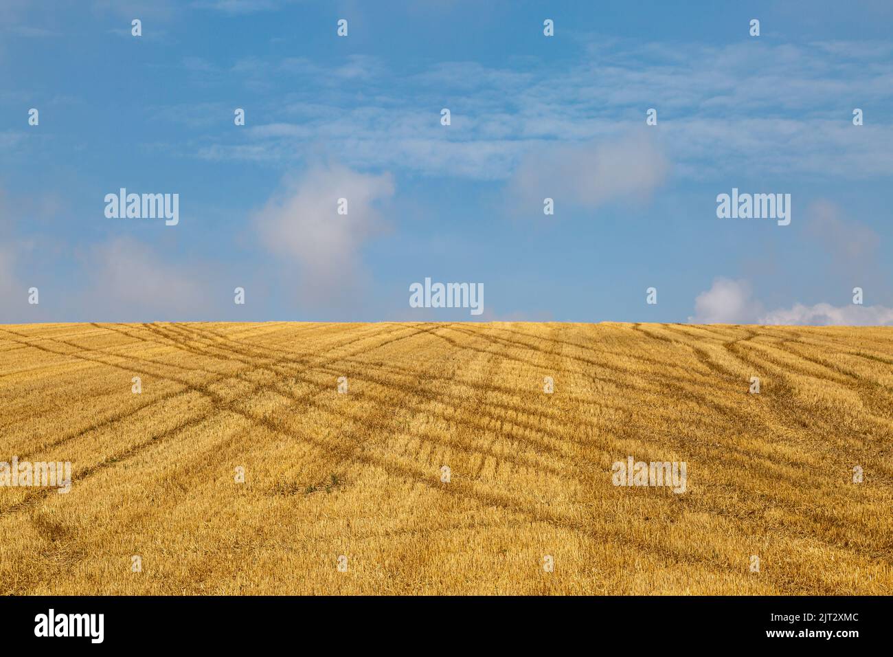 Mirando hacia arriba un campo recién cortado de cosechas de cereal en un día del verano Foto de stock