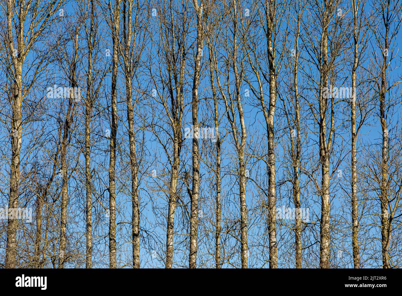 Una hilera de altos árboles desnudos en invierno, con un cielo azul detrás Foto de stock