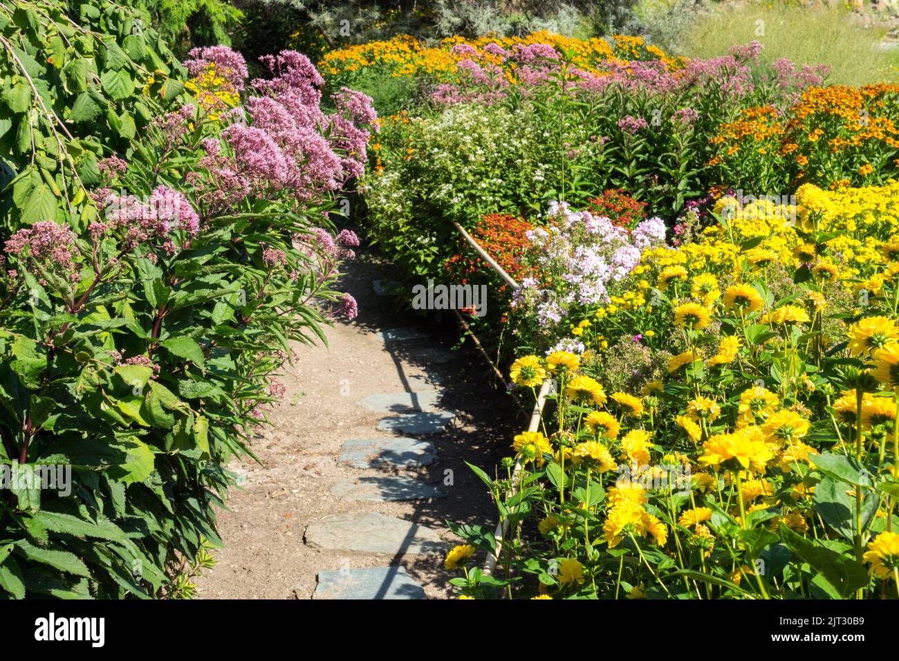 Belleza de verano pintoresco jardín plantas perennes de colores, camino en las fronteras herbáceas, falsos girasoles Eutrochium Sneezeweeds Foto de stock