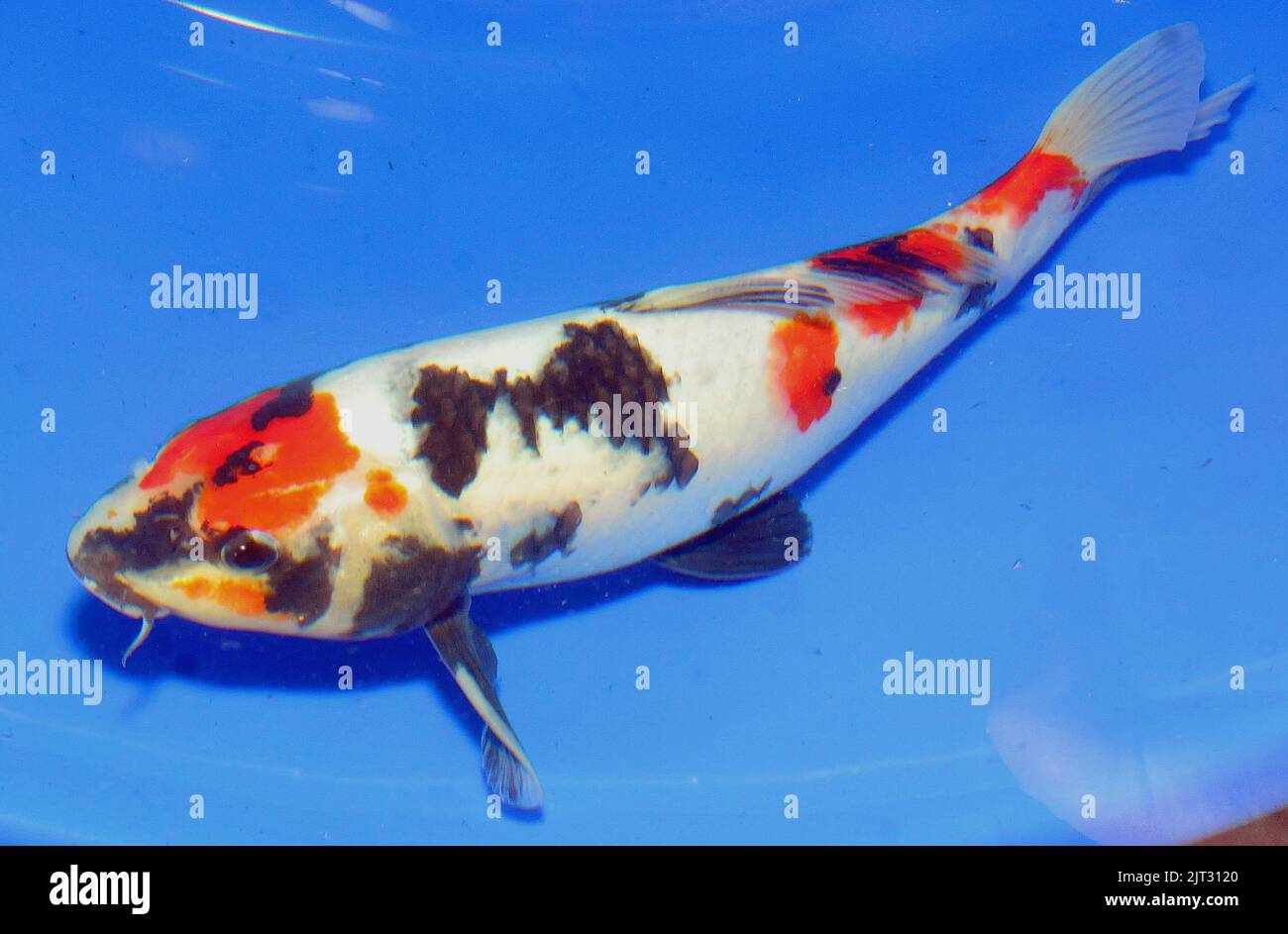 2 koi fotografías e imágenes de alta resolución - Alamy