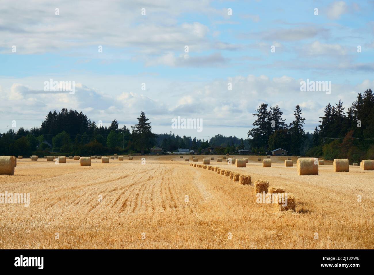 Rodillos y fardos de paja en un campo Foto de stock