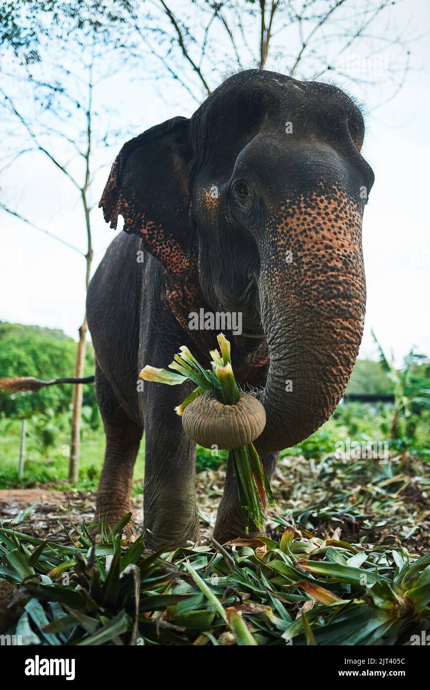 Coma sus verdes y usted crecerá grande y fuerte también. Un elefante asiático que alimenta en follaje en su hábitat natural. Foto de stock