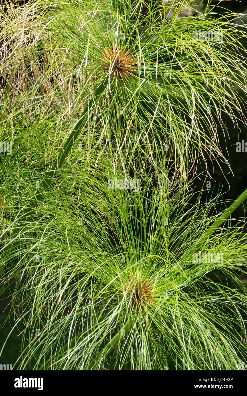 Hojas estrelladas de Papiro, Cyperus papiro En tallos largos crece de un estanque de jardín en verano Planta acuática de Europa Central Foto de stock