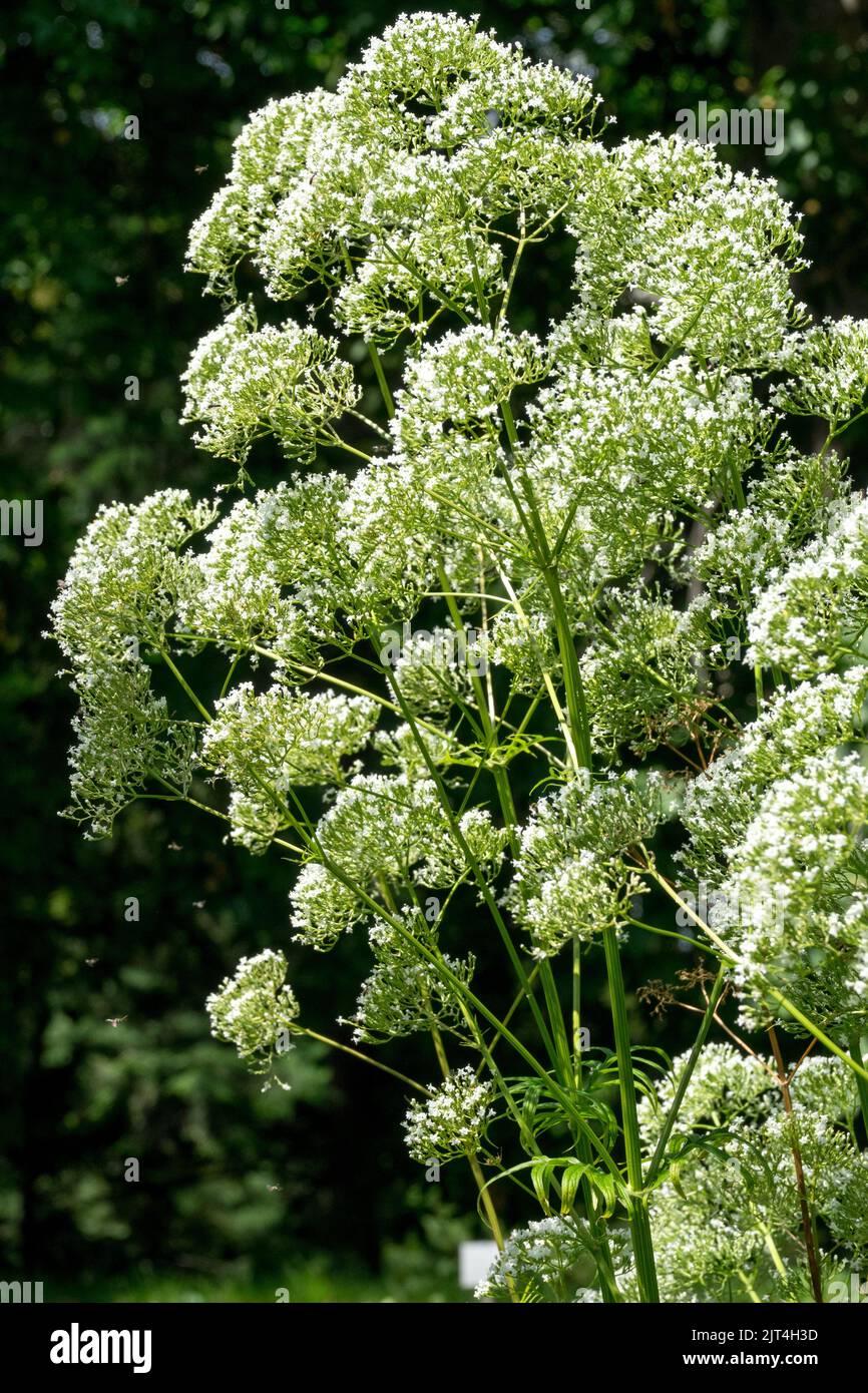 Valeriana Común, Valeriana officinalis, Valeriana Blanca, Planta, Floración en Jardín de Verano, Hierba Medicinal Foto de stock