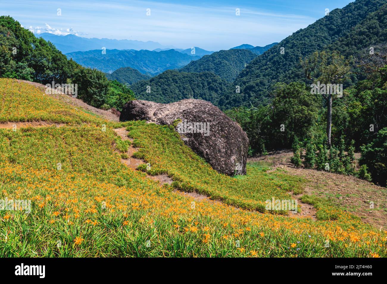 Granja de flores Daylily en la montaña Chike en el municipio de yuli, Hualien, Taiwán Foto de stock
