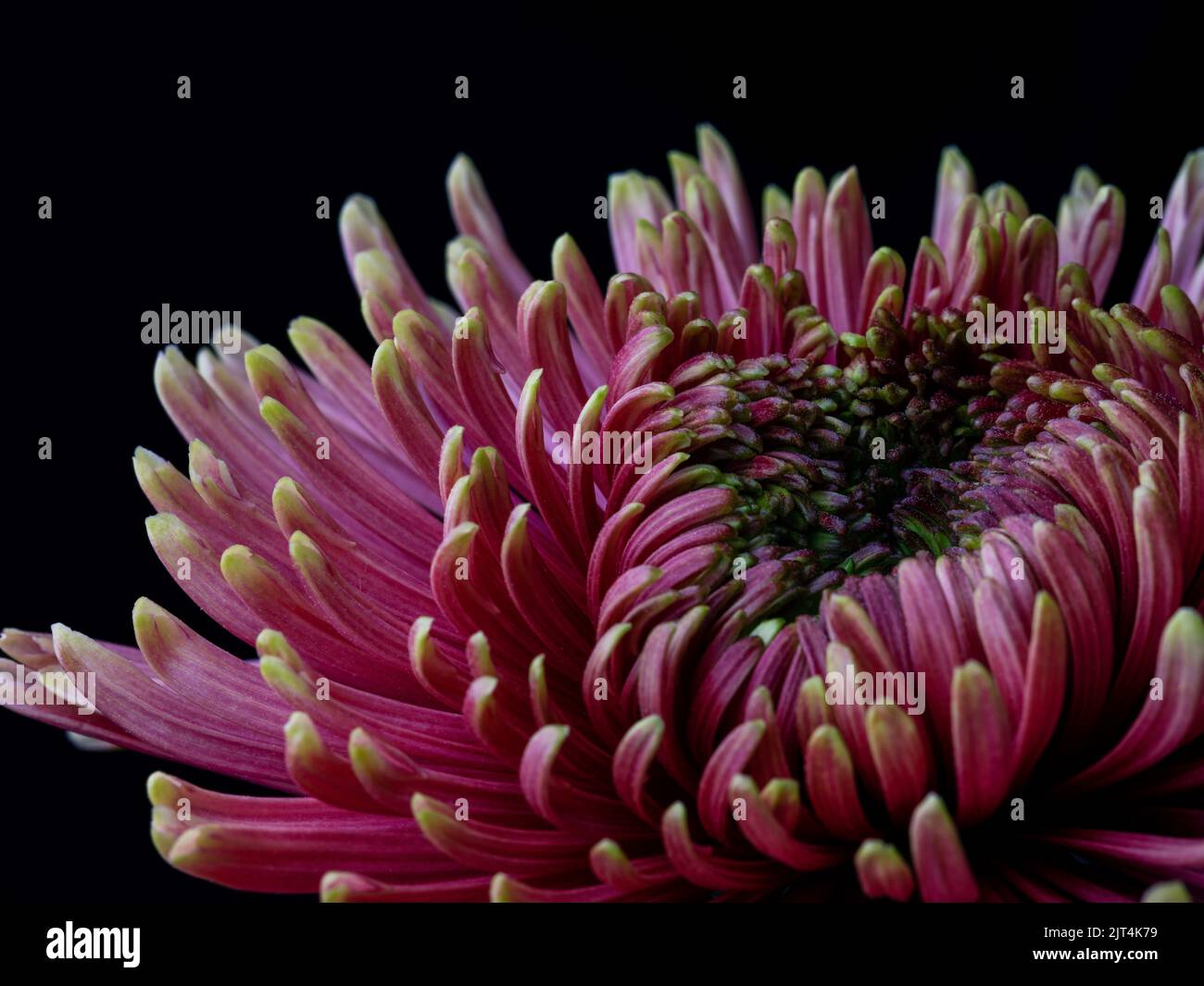 Retrato de la flor del crisantemo rojo - parte 1, flor en flor completa Foto de stock