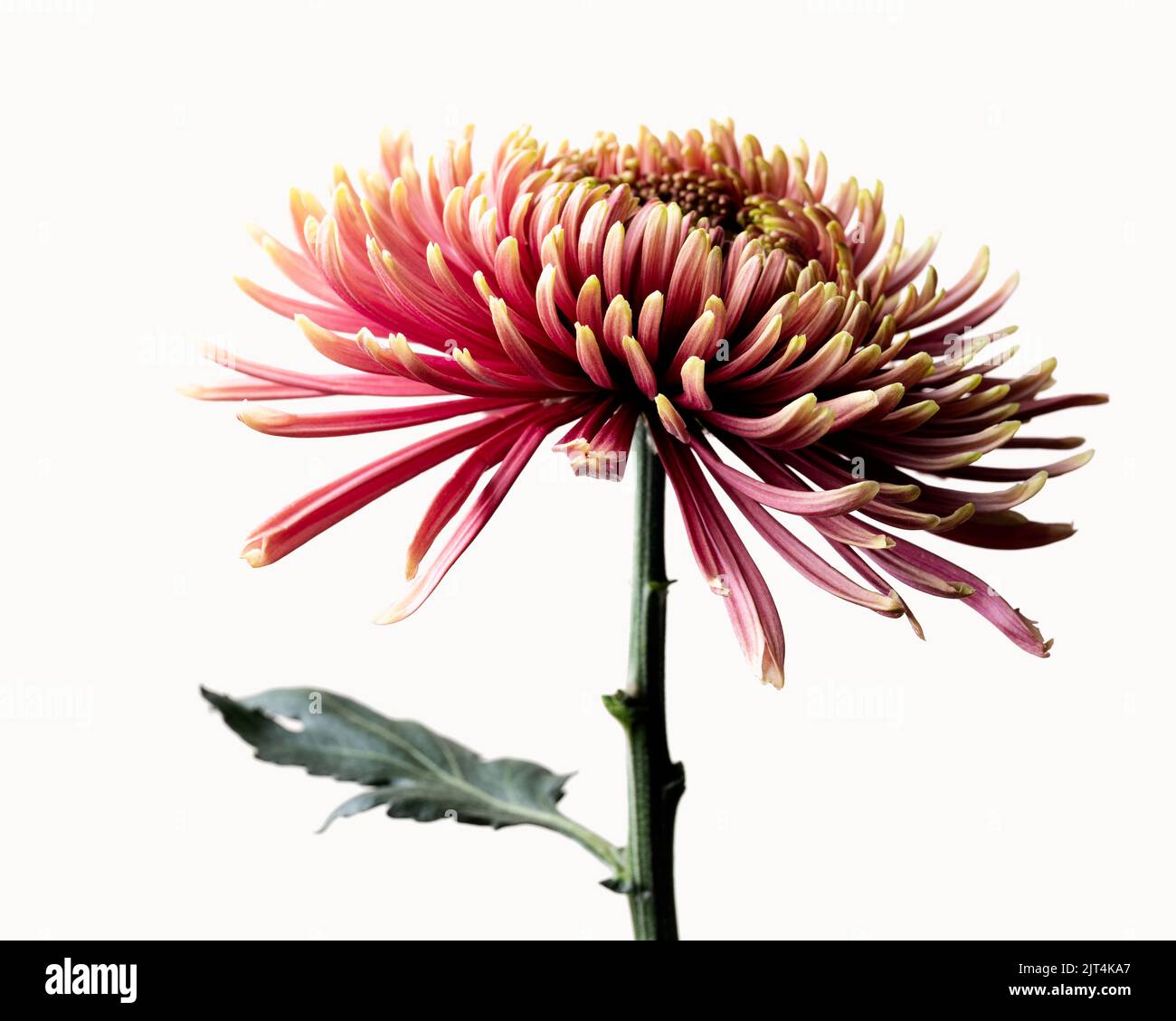 Retrato de la flor del crisantemo rojo - parte 1, flor en flor completa Foto de stock