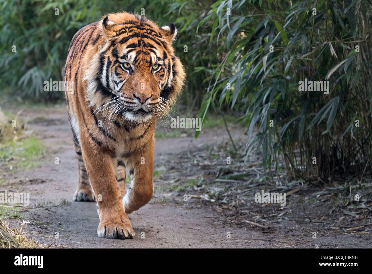 Tigre de Sumatra Foto de stock