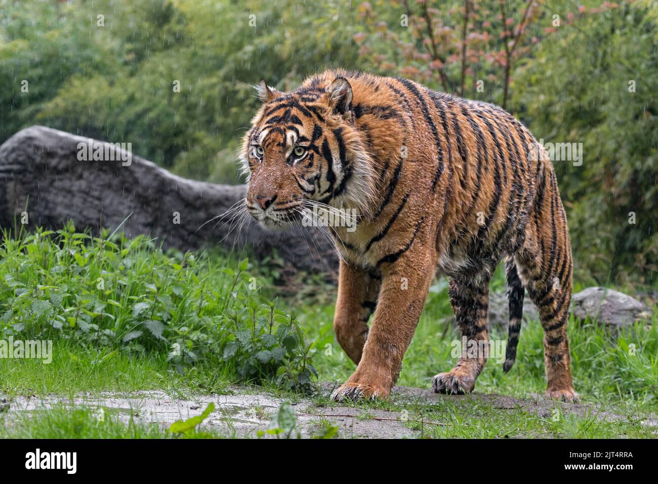 Tigre de Sumatra en la lluvia Foto de stock