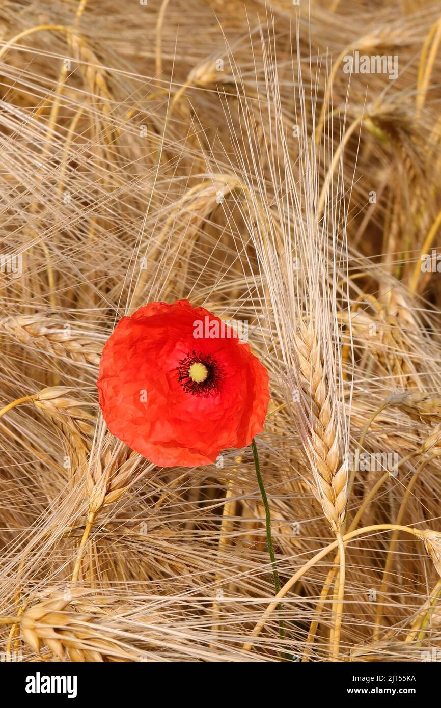 rojo amapola que contrasta en medio de las orejas amarillas del trigo maduro en verano Foto de stock