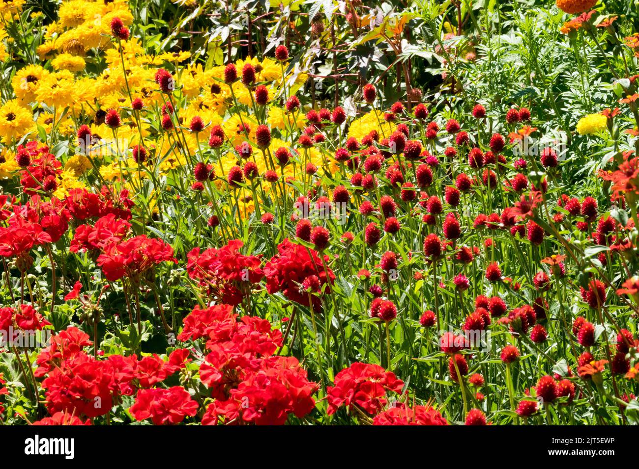 Rojo amarillo herbáceo cama de flores en verano pelargoniums rojos, rojo Globo Amaranto y amarillo Rudbeckias 'Maya' Colourful Bed mezclado Foto de stock