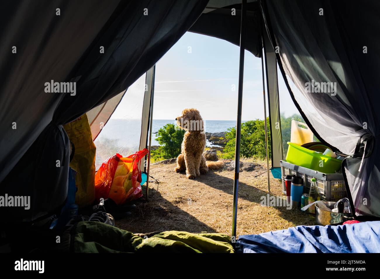 Acampando con perro fotografías e imágenes de alta resolución - Alamy