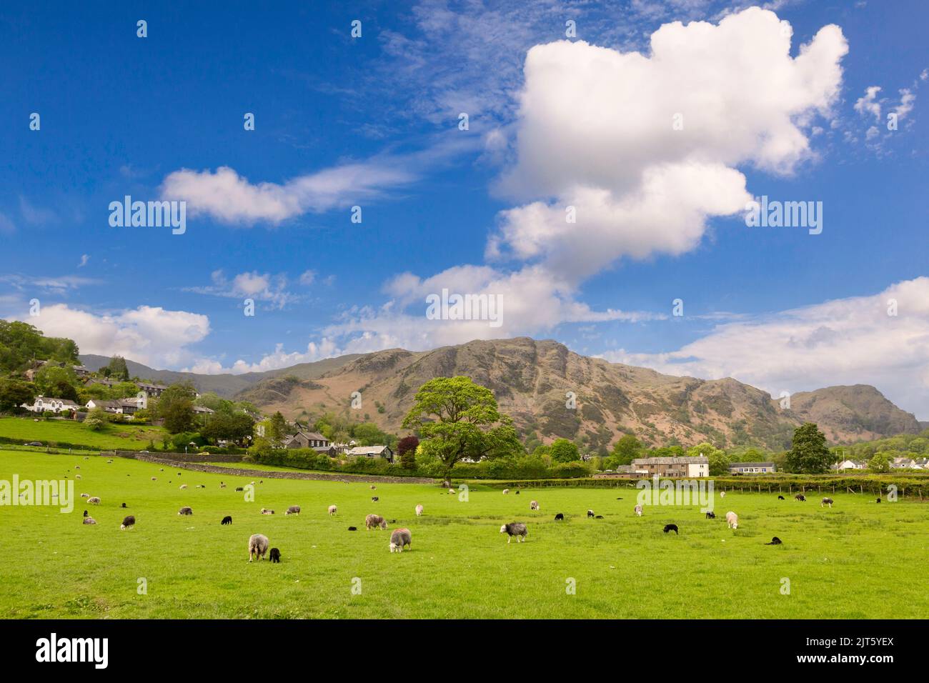 El pueblo de Coniston, Cumbria, Reino Unido, en su entorno bajo el Lake District Fells, con ovejas y pastos en primer plano. Foto de stock