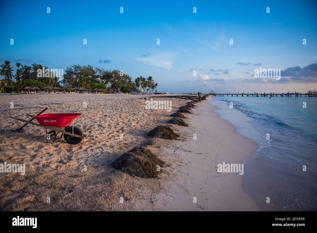 Limpieza diaria por la mañana de algas en la costa de Playa Bávaro. Foto de stock