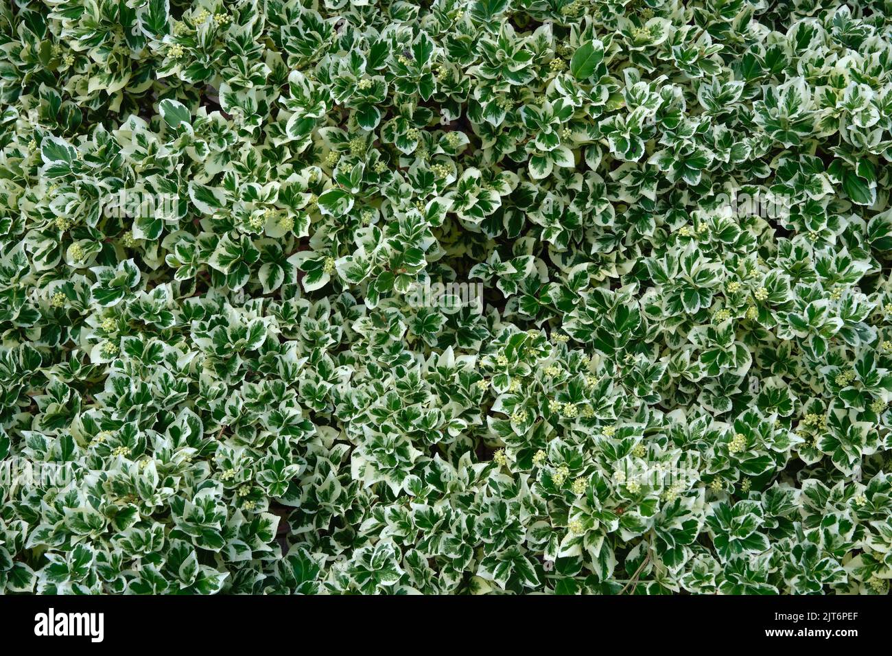 Fondo de la Fortuna Euonymus hojas de reina de plata. Euonymus fortunei invierno o follaje de huso, vista superior. Foto de stock