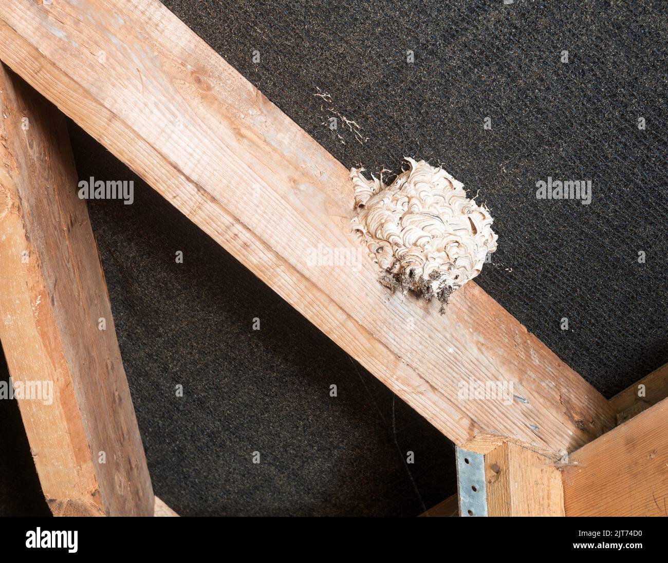 Una avispa está al lado dentro del espacio del tejado de un edificio Foto de stock