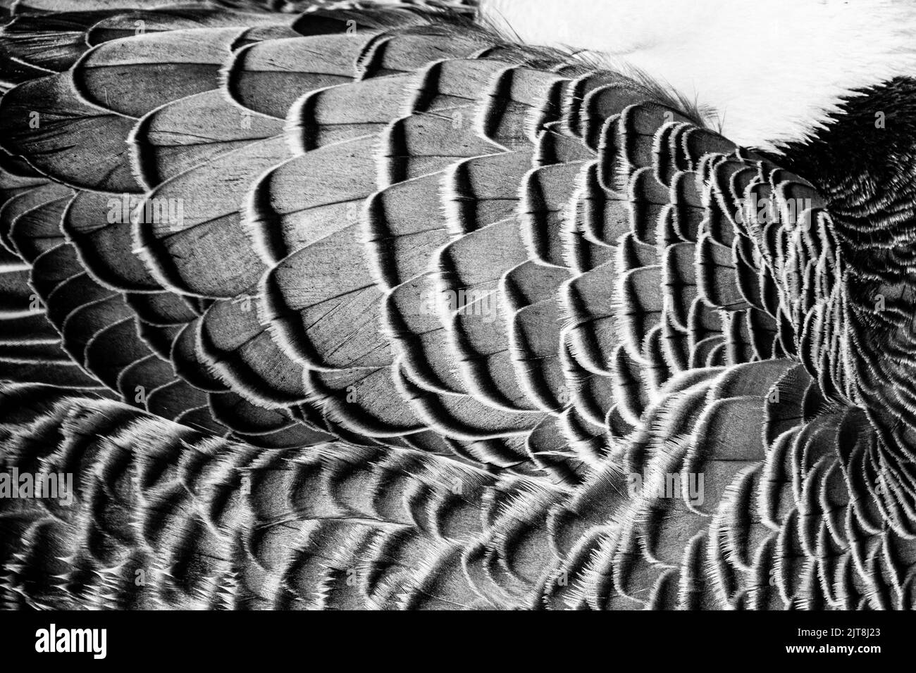 Primer plano de las plumas del emperador Goose , o anser canagicus Foto de stock