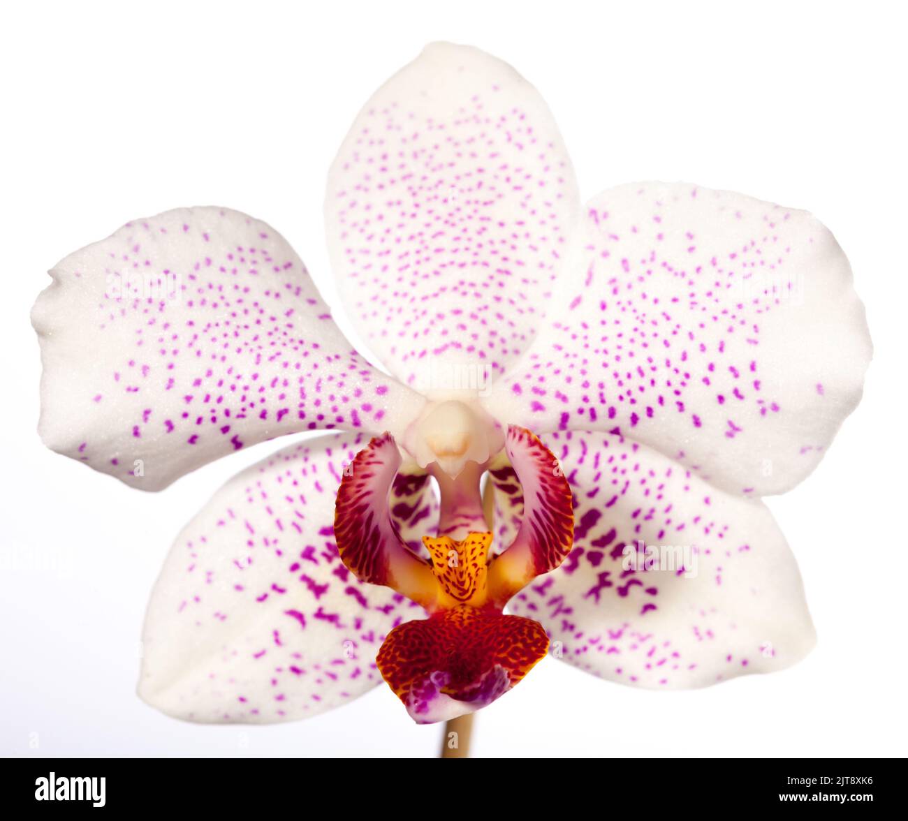 Orquídea de la polilla, Brudorkidé (Phalaenopsis amabilis) Foto de stock