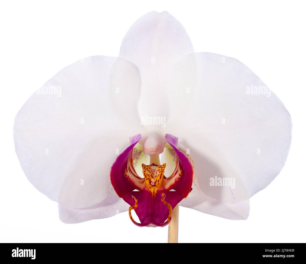 Orquídea de la polilla, Brudorkidé (Phalaenopsis amabilis) Foto de stock