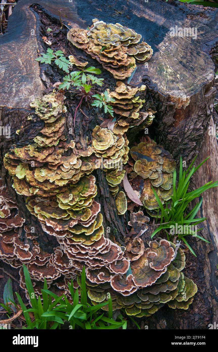 Los hongos prosperan en un tocón de árboles en el Jardín de St Erth, dentro del Bosque Estatal Wombat a las afueras de Blackwood, Victoria, Australia Foto de stock