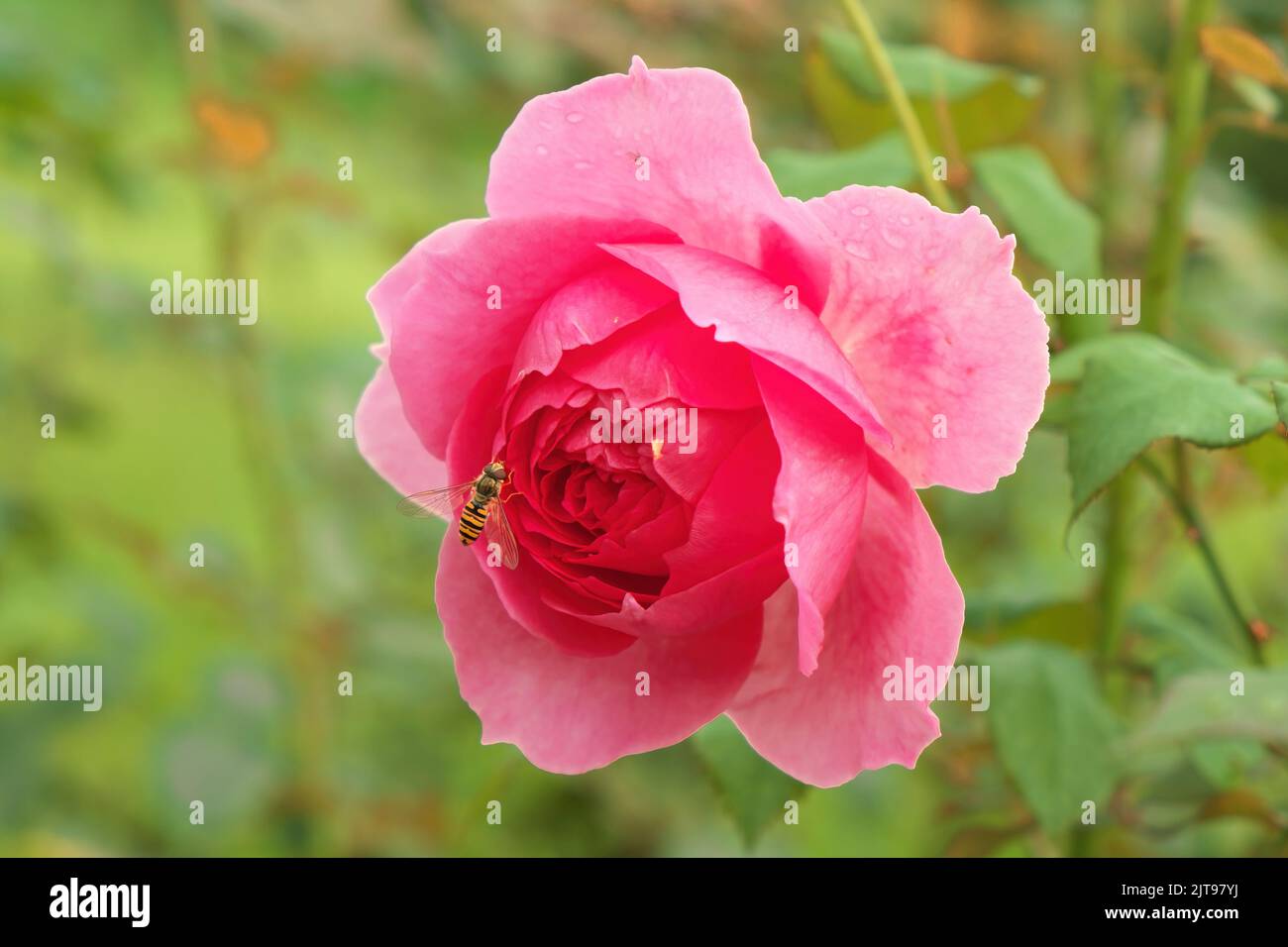 Una abeja sobre una rosa rosa del Monasterio Novo Hopovo en el Parque Nacional de Fruska Gora, Serbia Foto de stock