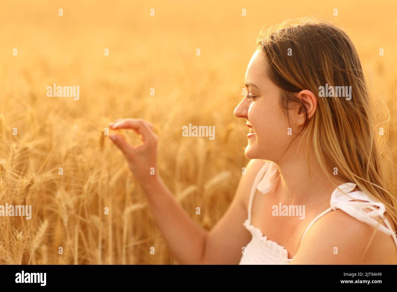 Mujer feliz tocando el trigo con la mano en un campo dorado Foto de stock