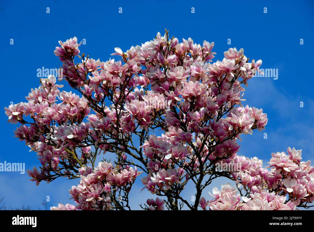 Magnífico árbol Magnolia a principios de primavera Foto de stock