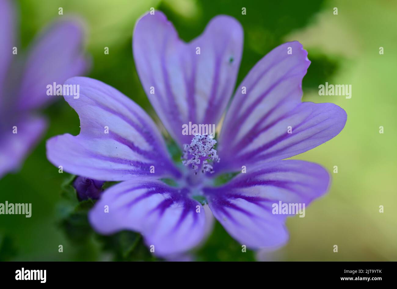 Malva flower es un género de plantas con flores perteneciente a la