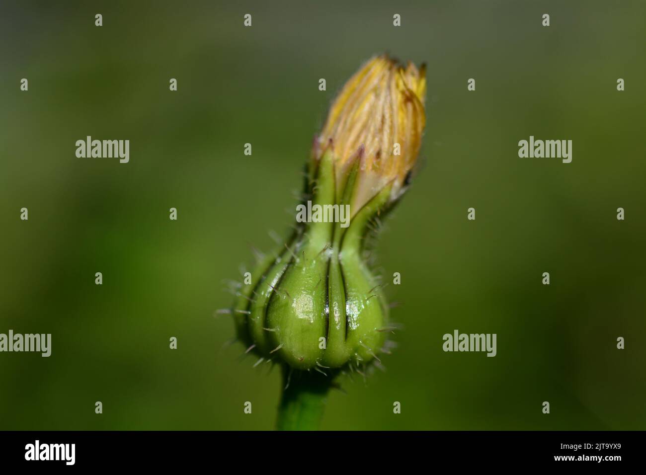Malva flower es un género de plantas con flores perteneciente a la