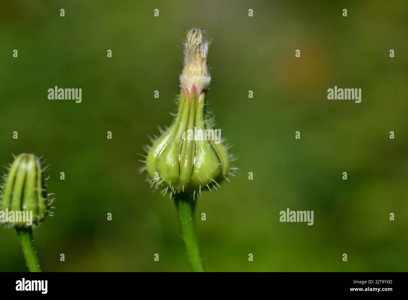Malva flower es un género de plantas con flores perteneciente a la