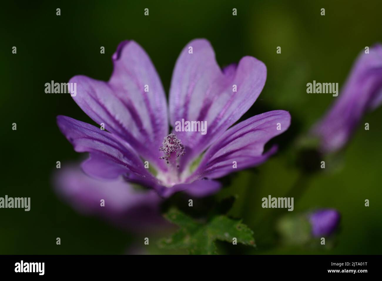 Malva flower es un género de plantas con flores perteneciente a la