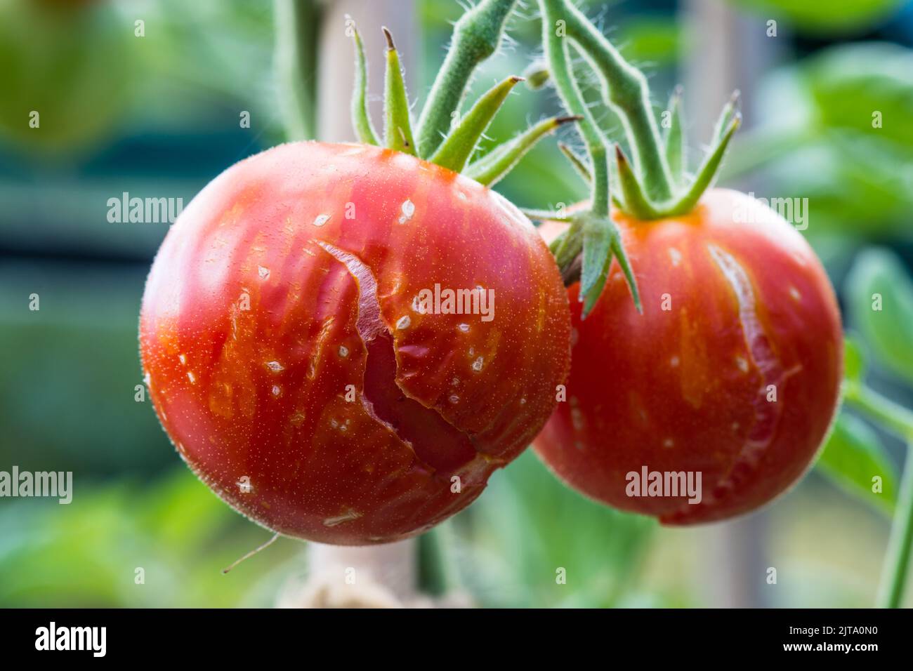 Dos tomates en la vid, de la variedad Tigerella, creciendo en un invernadero que se han partido debido a inconsistente o a un riego excesivo. Foto de stock