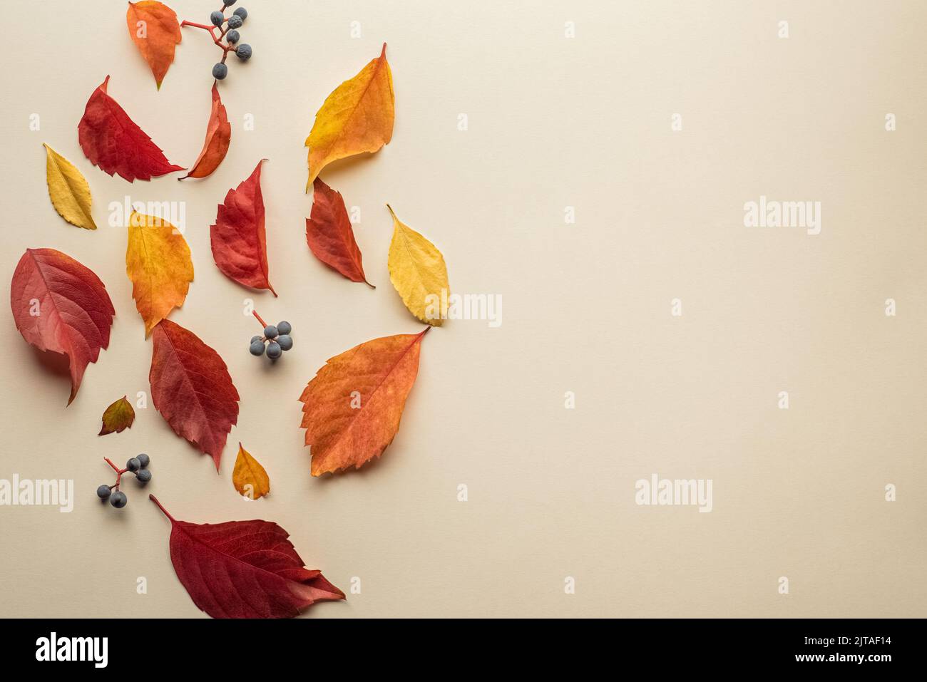Hojas de otoño aisladas. Hojas otoñales caídas multicolores aisladas sobre fondo amarillo suave Foto de stock