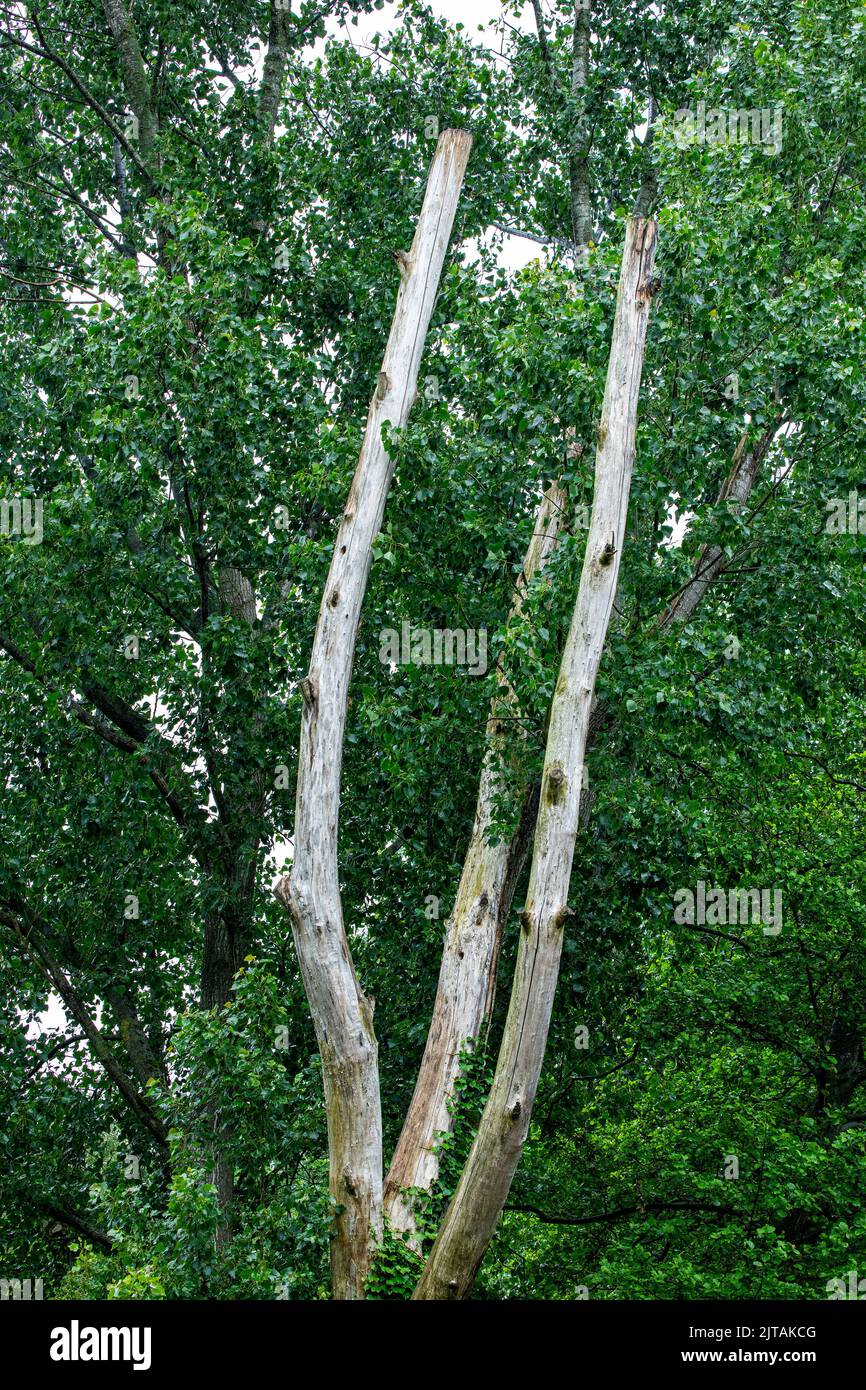 Viejo árbol muerto desnudo en verano Foto de stock