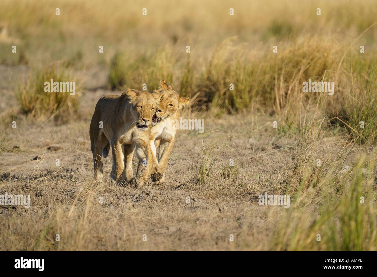Lionesses, 2 animales adultos, juntos caminando en pastizales. Chobe National Park, Botswana, África Foto de stock