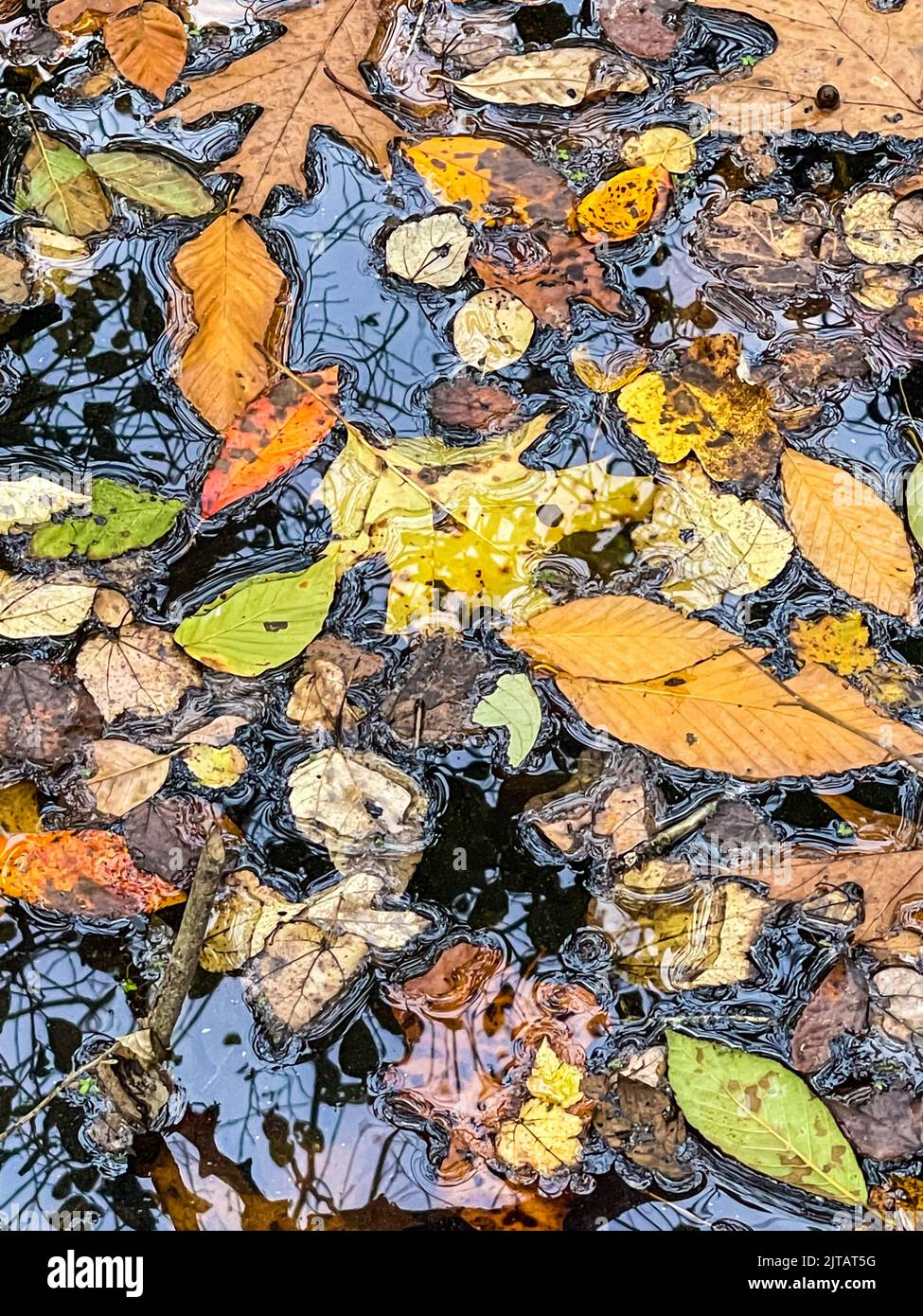 Varias hojas de colores se acumulan en la parte superior de un estanque del norte de Georgia. Foto de stock