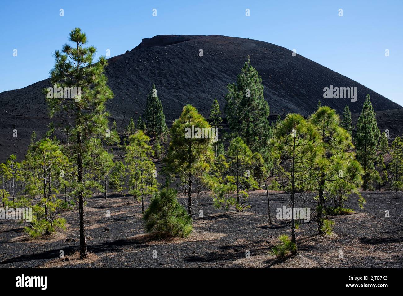 Pinos canarios y el paisaje volcánico del volcán Montaña Negra en Chinyero, Tenerife, Islas Canarias, España Foto de stock