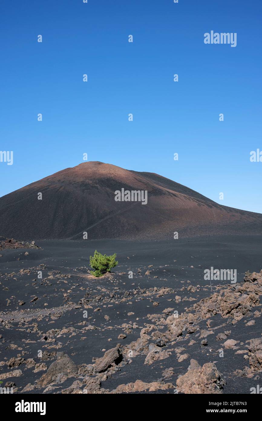 El volcán negro de Chinyero y un pino canario solitario que crece en el suelo volcánico, Tenerife, Islas Canarias, España Foto de stock