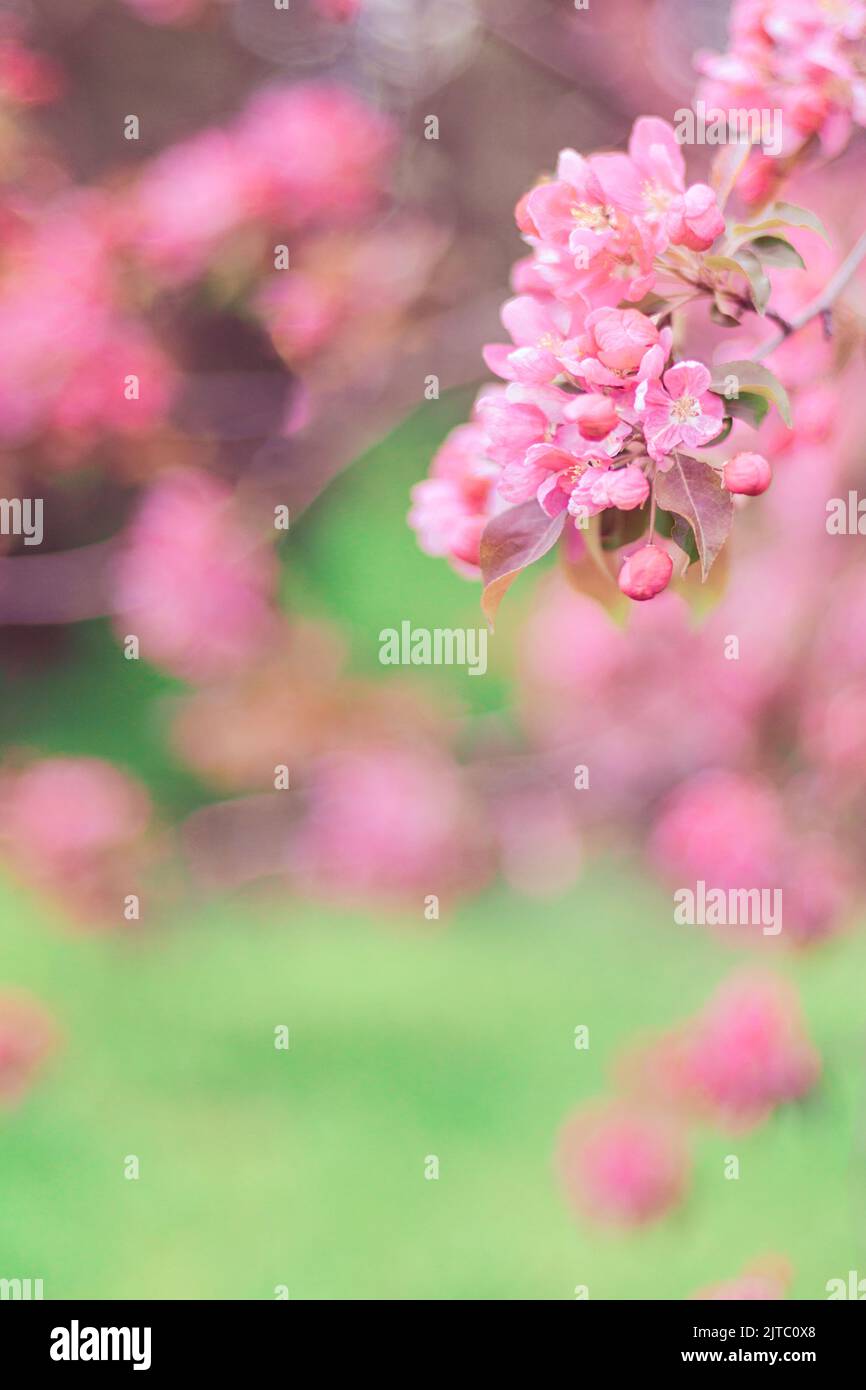 Fondo de pantalla de rama de árbol de primavera fotografías e imágenes de  alta resolución - Página 7 - Alamy