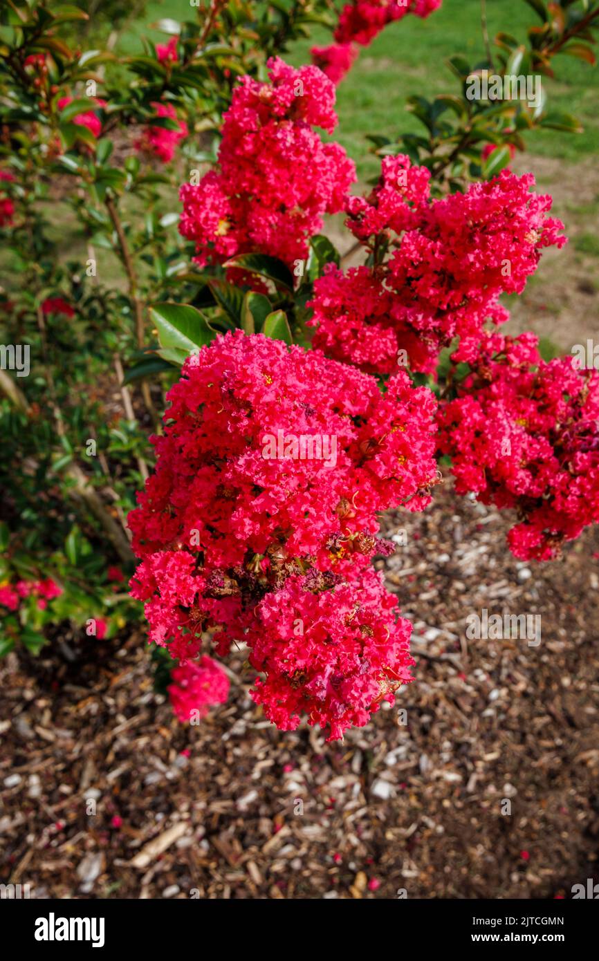 Rojo Lagerstroemia 'Tuscarora' o crape myrtle 'Tuscarora' con flores de color rojo a coral rosa en flor en RHS Garden, Wisley a finales de verano hasta principios de otoño Foto de stock