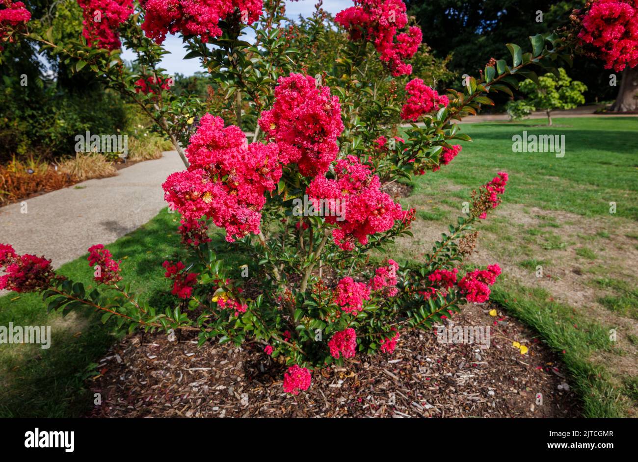 Rojo Lagerstroemia 'Tuscarora' o crape myrtle 'Tuscarora' con flores de color rojo a coral rosa en flor en RHS Garden, Wisley a finales de verano hasta principios de otoño Foto de stock