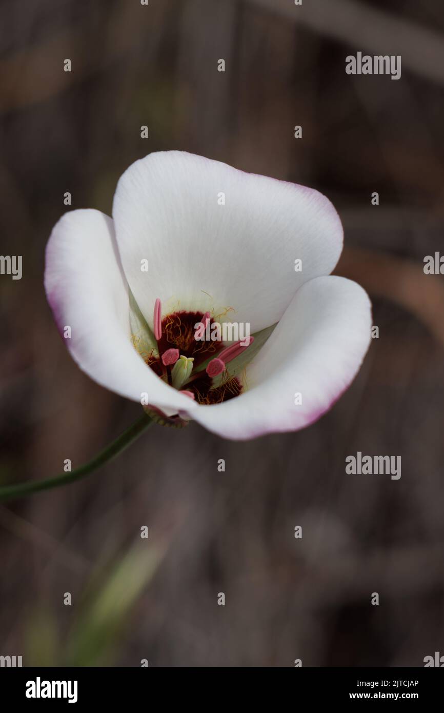Inflorescencia blanca cyme de Calochortus Catalinae, Liliaceae, hierba perenne nativa en las montañas costeras de Santa Mónica, primavera. Foto de stock