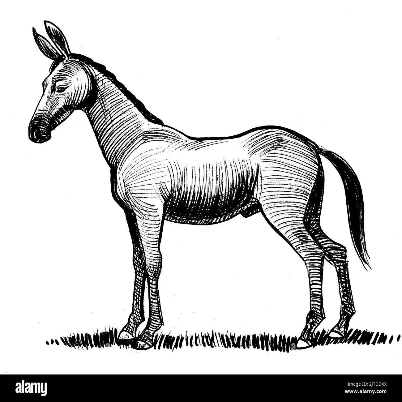 Mula de pie. Dibujo en blanco y negro con tinta Fotografía de stock - Alamy
