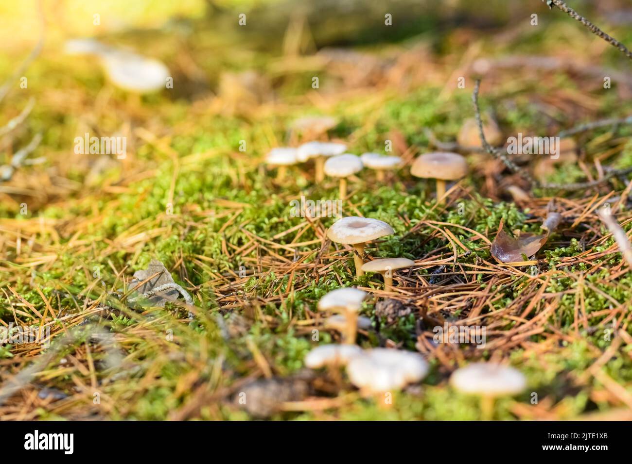 Pradera forestal con setas a principios de otoño. Foto de stock