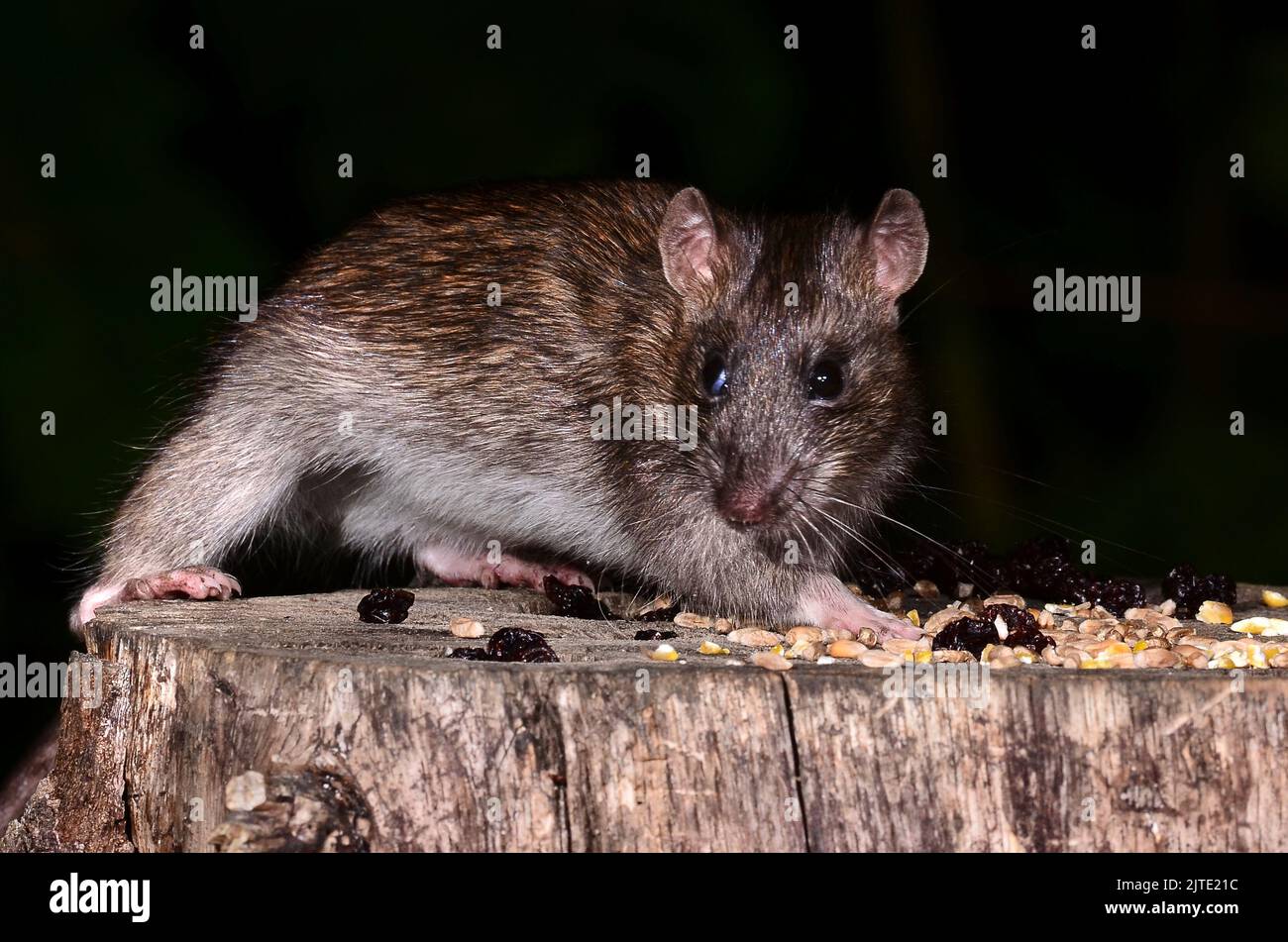 rata marrón tomando cebo de maíz del muñón del árbol Foto de stock