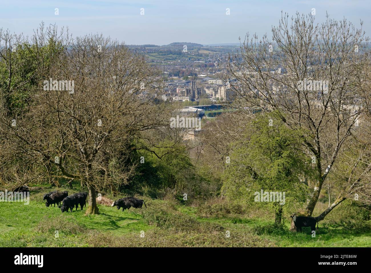 Visión general de la ciudad de Bath desde el paseo por el horizonte de Bath cerca de Bathwick, con ganado (Bos taurus) en primer plano, Bath y el noreste de Somerset, Reino Unido, abril Foto de stock