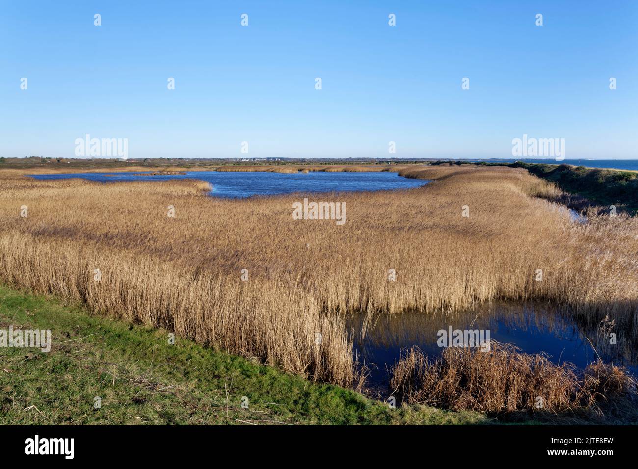 Masa densa de cañas comunes (Phragmitas australis) que bordean Butt’s Lagoon, Lymington y Keyhaven Marshes Nature Reserve, Hampshire, Reino Unido, noviembre. Foto de stock