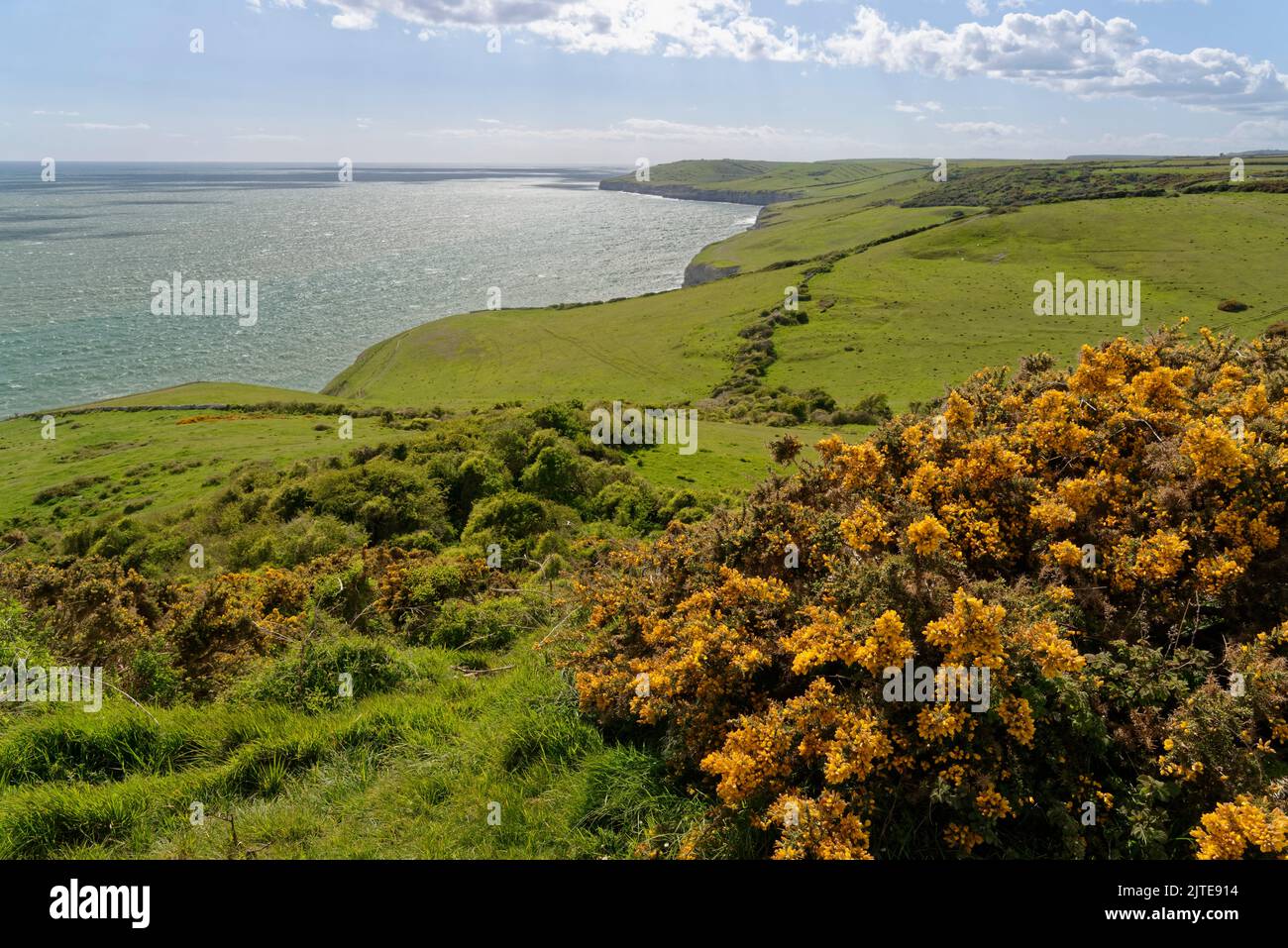 Vista general de la costa de Dorset desde Spyway hacia la cabeza de San Albán con el gorse común (Ulex europaeus) floreciendo en primer plano, cerca de Swanage, Reino Unido Foto de stock