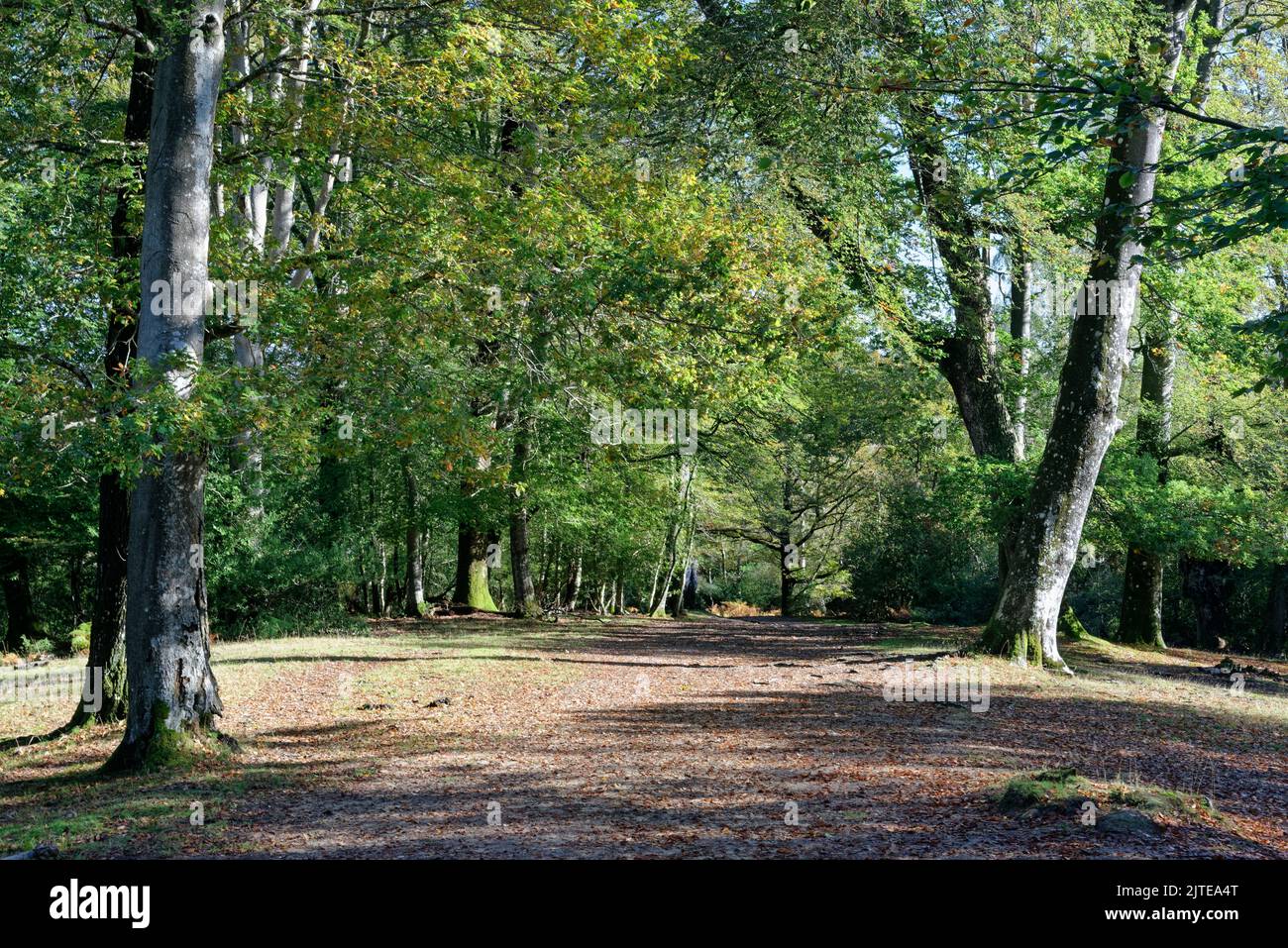 Sendero Woodland a través de Bramshaw Wood, New Forest National Park, Bramshaw, Hampshire, Reino Unido, octubre. Foto de stock