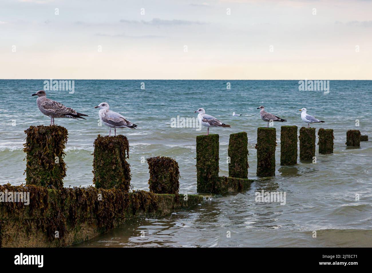 Aves marinas encaramadas en un grooyne rodeado por el mar, cerca de Camber Sands en Sussex Foto de stock